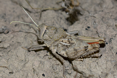 Pezotmethis nigrescens