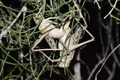 Ceraeocercus fuscipennis