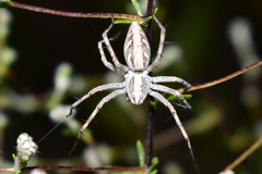Oxyopes globifer