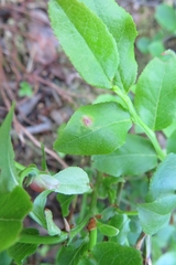 Exobasidium arescens