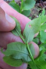 Exobasidium arescens