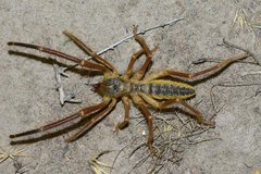 Paragaleodes pallidus