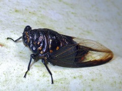 Cryptotympana aquila