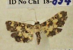 Eurrhyparodes tricoloralis