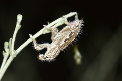 Trichocleonus leucophyllus