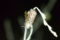 Trichocleonus leucophyllus