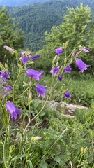 Campanula sibirica
