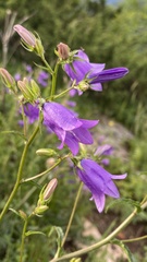 Campanula sibirica