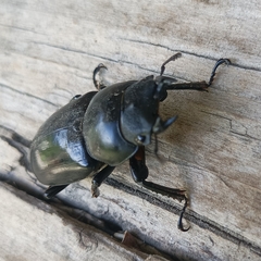 Dorcus nepalensis