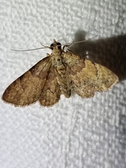 Gymnoscelis derogata