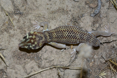 Teratoscincus scincus