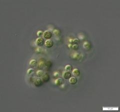 Dictyosphaerium