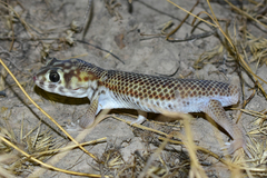 Teratoscincus scincus