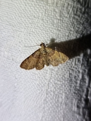 Gymnoscelis derogata