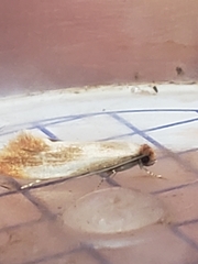 Tinea semifulvella