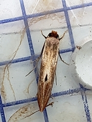 Tinea semifulvella