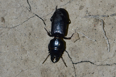 Scarites bucida