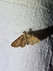 Gymnoscelis derogata