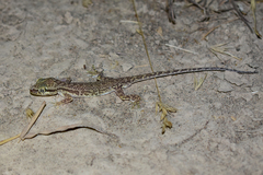 Crossobamon eversmanni