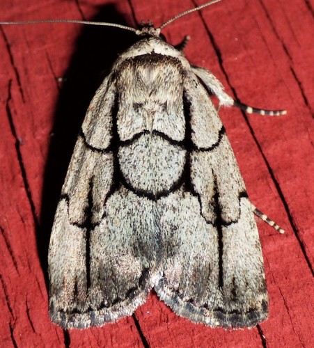 Sympistis dinalda Smith, 1908