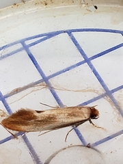 Tinea semifulvella
