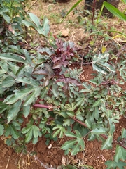 Hibiscus sabdariffa