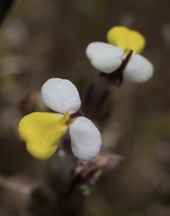 Triphysaria eriantha