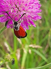 Zygaena rubicundus