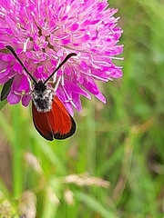 Zygaena rubicundus