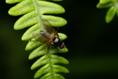Azeliinae