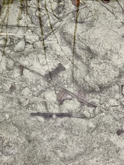 Austropotamobius torrentium