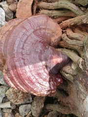 Ganoderma boninense