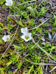 Cherleria arctica