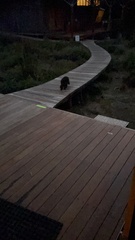 Trichosurus vulpecula fuliginosus