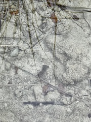 Austropotamobius torrentium