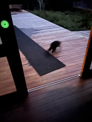 Trichosurus vulpecula fuliginosus