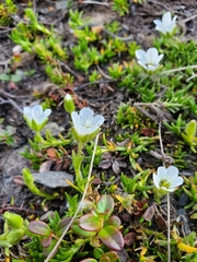 Cherleria arctica