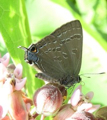 Satyrium caryaevorus