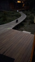 Trichosurus vulpecula fuliginosus