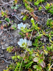 Cherleria arctica
