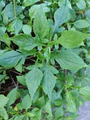 Patrinia scabiosifolia