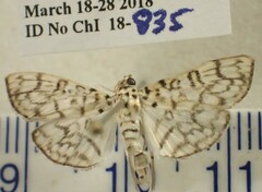 Haritalodes