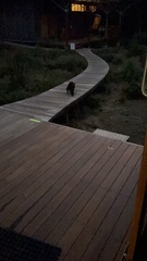 Trichosurus vulpecula fuliginosus