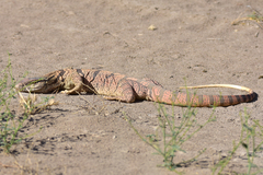 Varanus griseus caspius