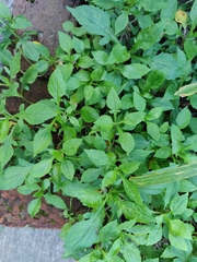 Patrinia scabiosifolia