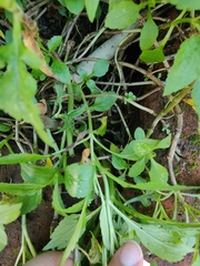 Patrinia scabiosifolia