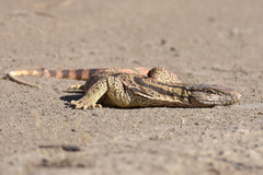 Varanus griseus caspius
