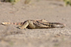 Varanus griseus caspius