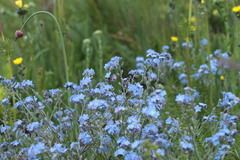 Myosotis lithospermifolia