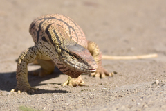 Varanus griseus caspius